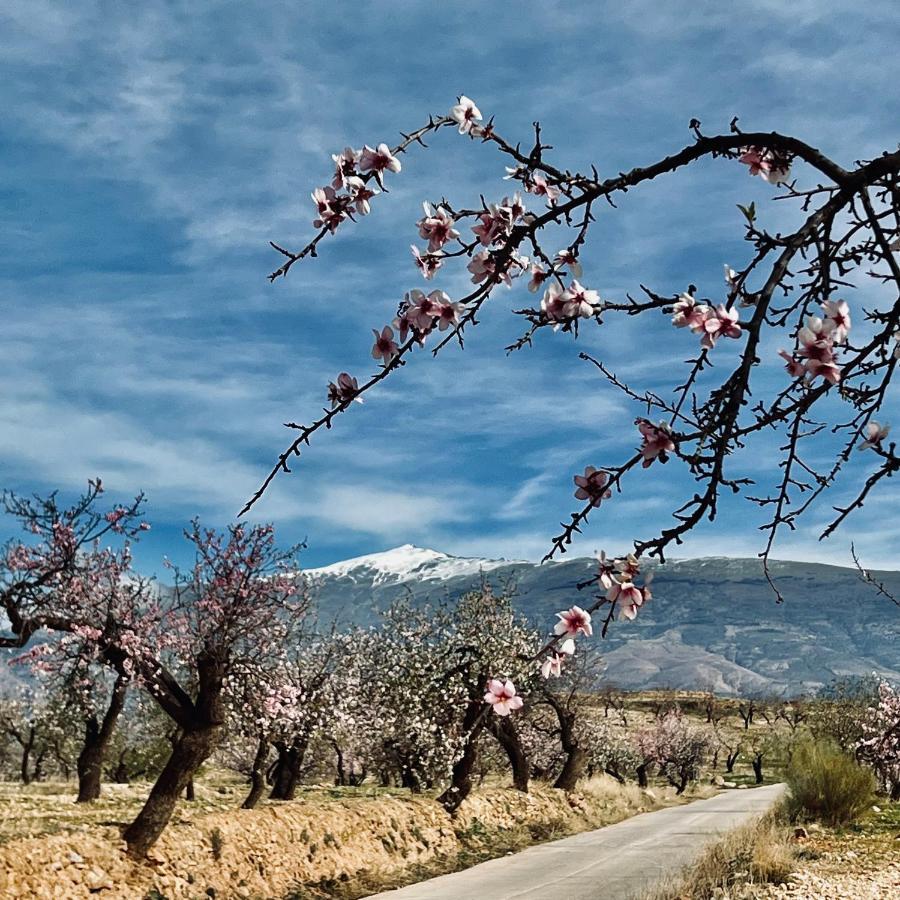 Bed and Breakfast Cortijo El Pino Retreat Альбуньюэлас Экстерьер фото